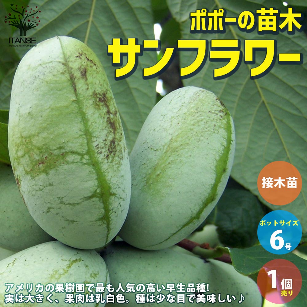 ポポーの苗木 サンフラワー 【果樹の苗木 5号ポット苗 2年生 接木苗／1個売り】