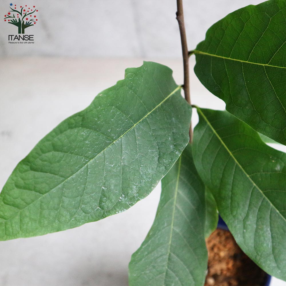 ポポーの苗木 サンフラワー 【果樹の苗木 5号ポット苗 2年生 接木苗／1