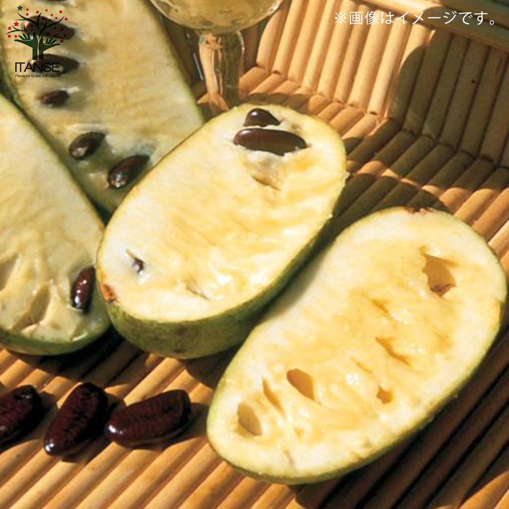 ポポーの苗木 サンフラワー 【果樹の苗木 5号ポット苗 2年生