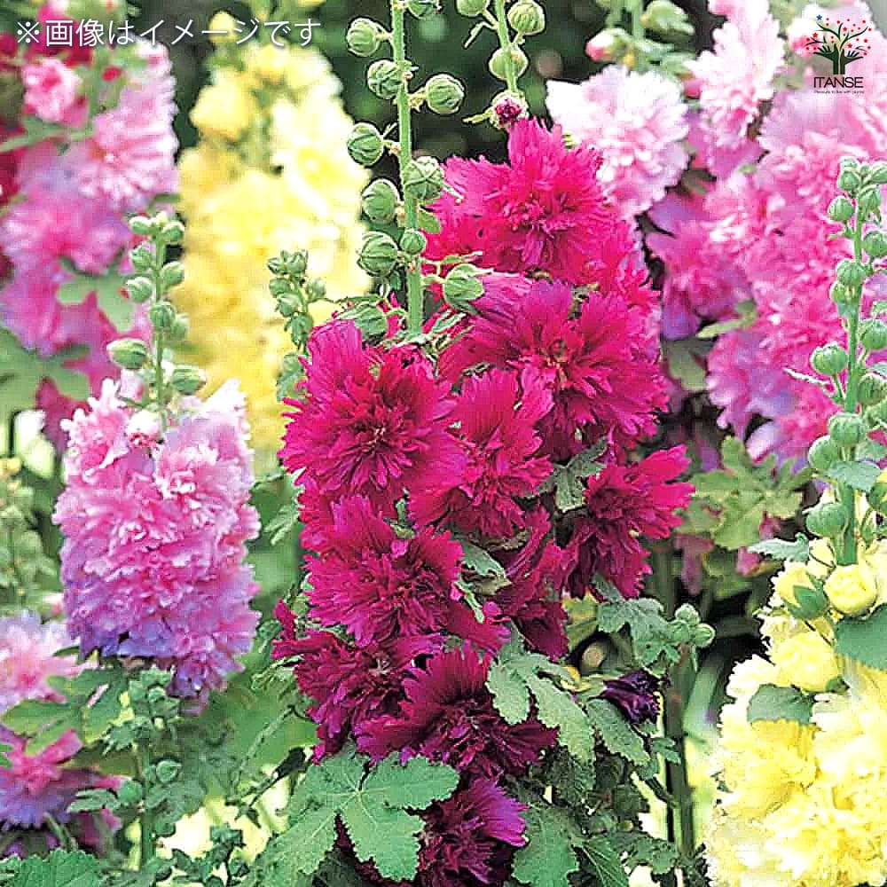 ホリホック スプリングセレブ パープル 【花苗 3号】｜ 【植物の