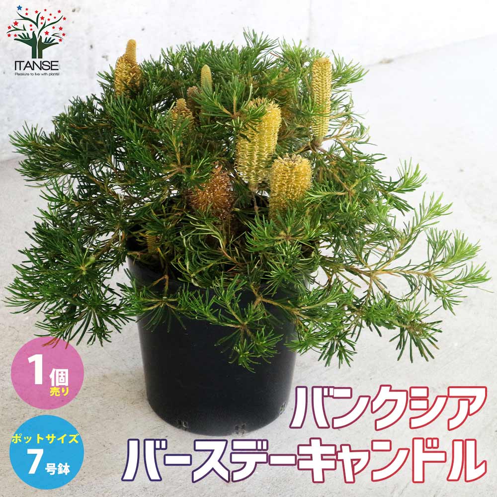 バンクシア・スピヌロサ・バースデーキャンドル 【庭木 7号鉢大苗 花木