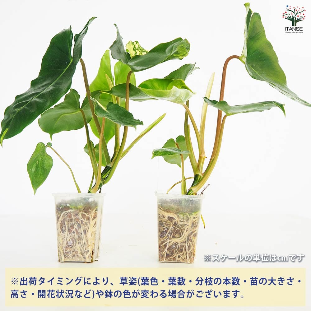 フィロデンドロン バールマルクス フレーム フィロデンドロン バールマルクスアルボ 【観葉植物 2.5号／1個売り