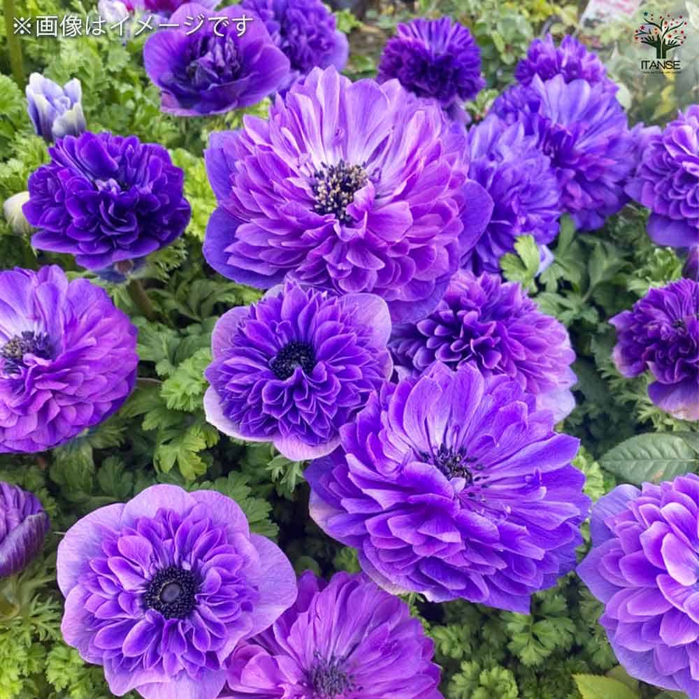 アネモネ レバンテ ブルー 【花苗 3号】｜ 【植物のITANSE】全品