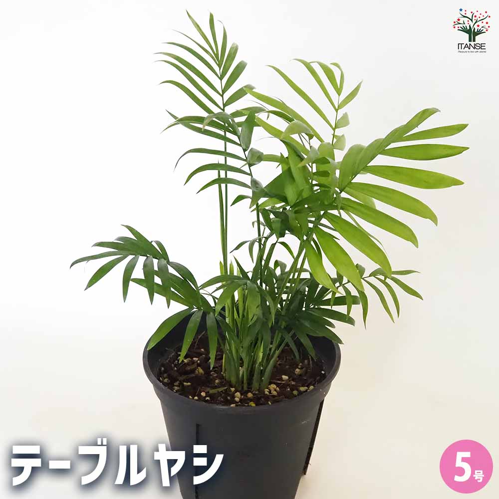 テーブルヤシ 【観葉植物 5号／1個売り】｜ 【植物のITANSE