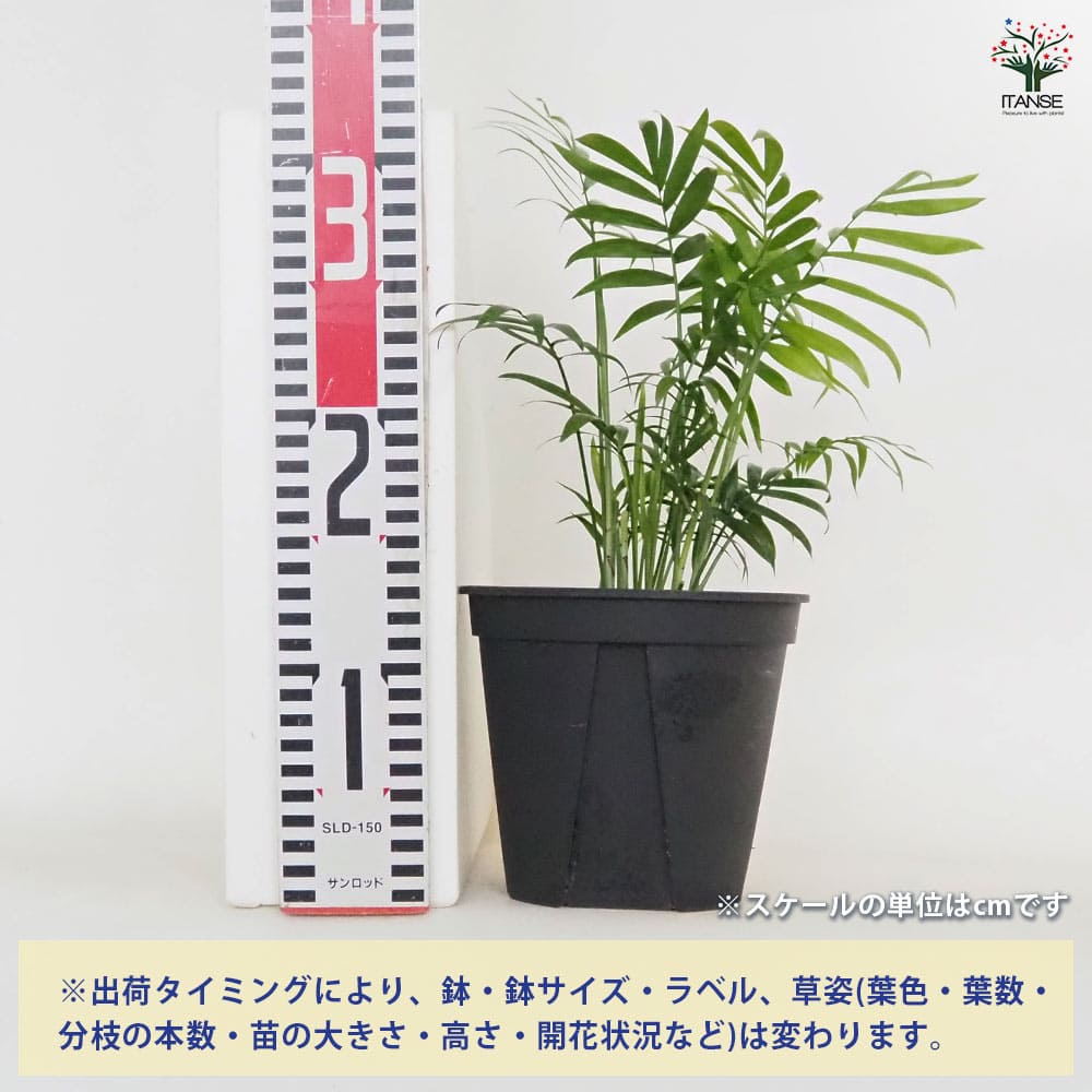 テーブルヤシ 【観葉植物 5号／1個売り】