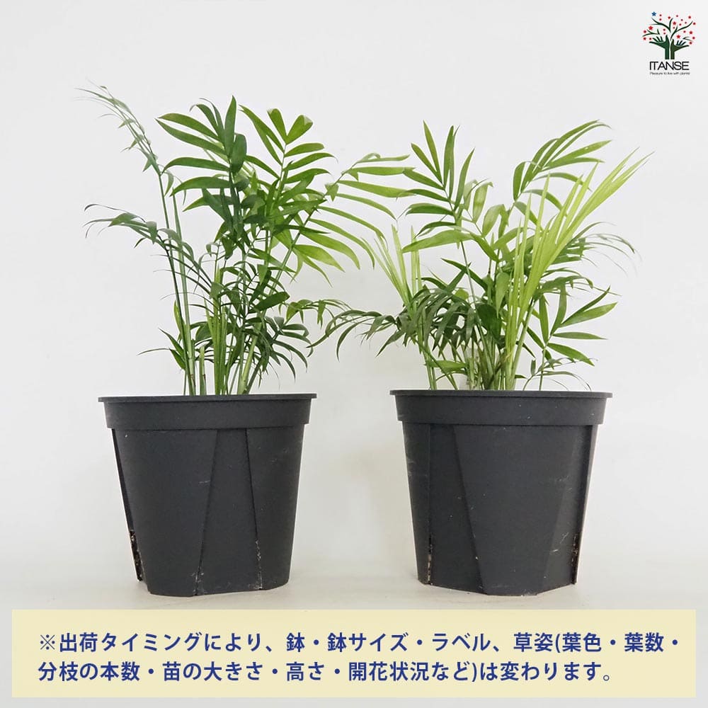 テーブル椰子5年もの