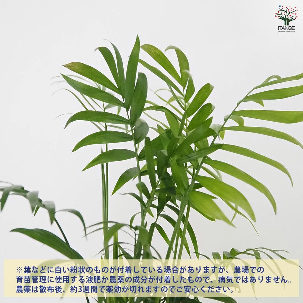 テーブルヤシ 【観葉植物 5号／1個売り】
