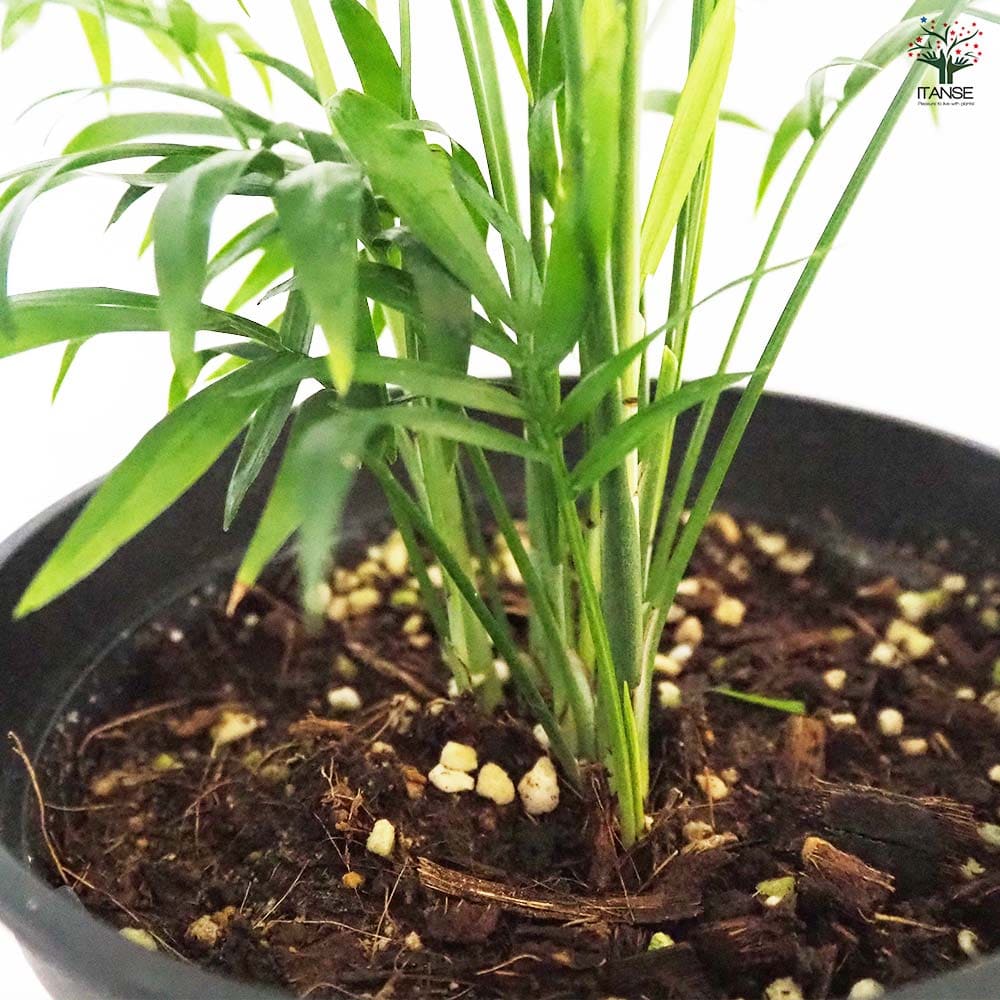 テーブルヤシ 【観葉植物 5号／1個売り】｜ 【植物のITANSE