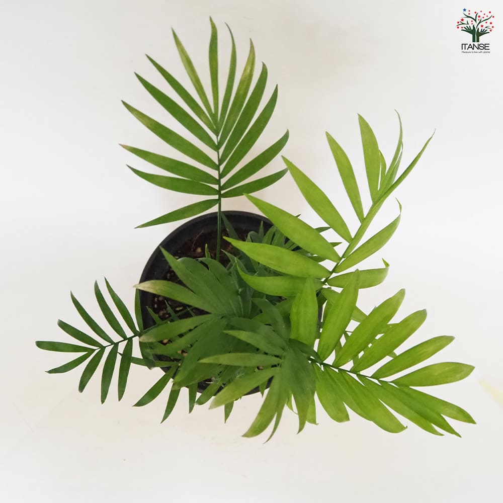 テーブルヤシ 【観葉植物 5号／1個売り】