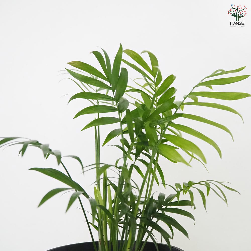 テーブルヤシ 【観葉植物 5号／1個売り】