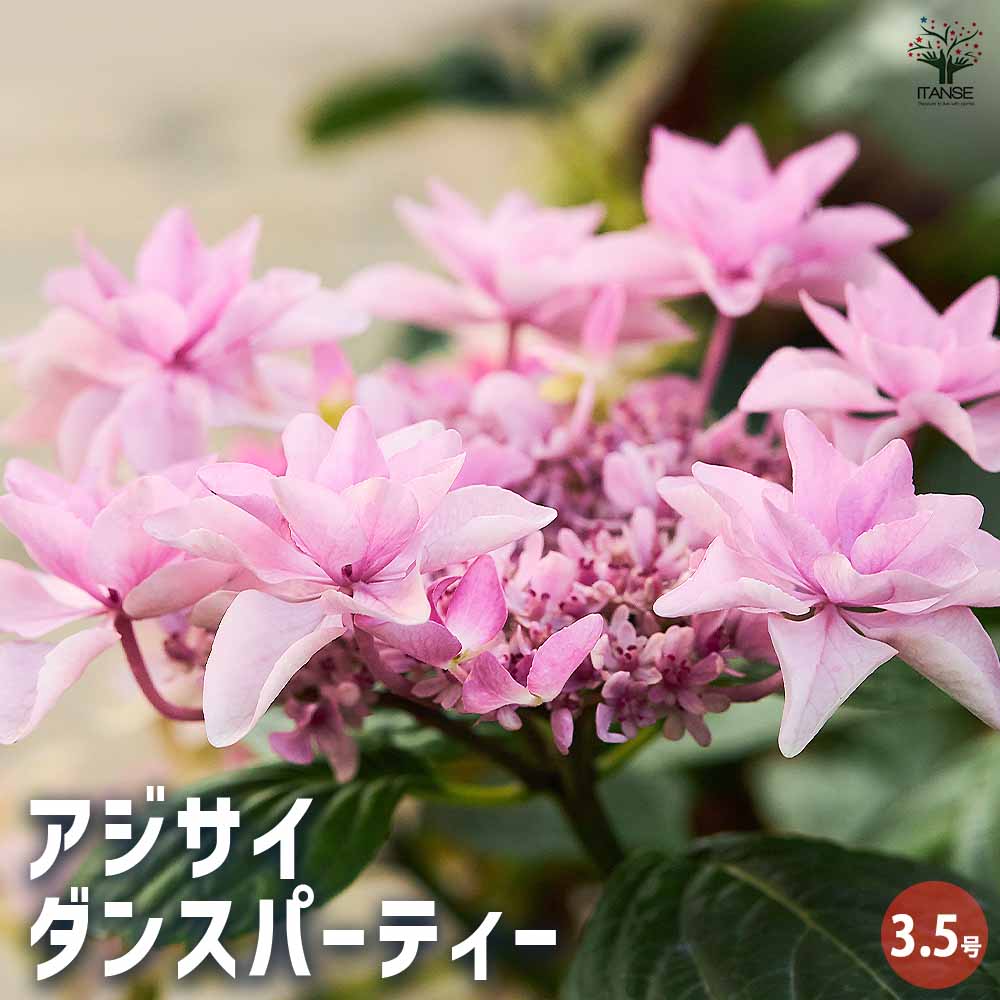 アジサイ ダンスパーティー 【花木苗 3.5号】｜ 【植物のITANSE