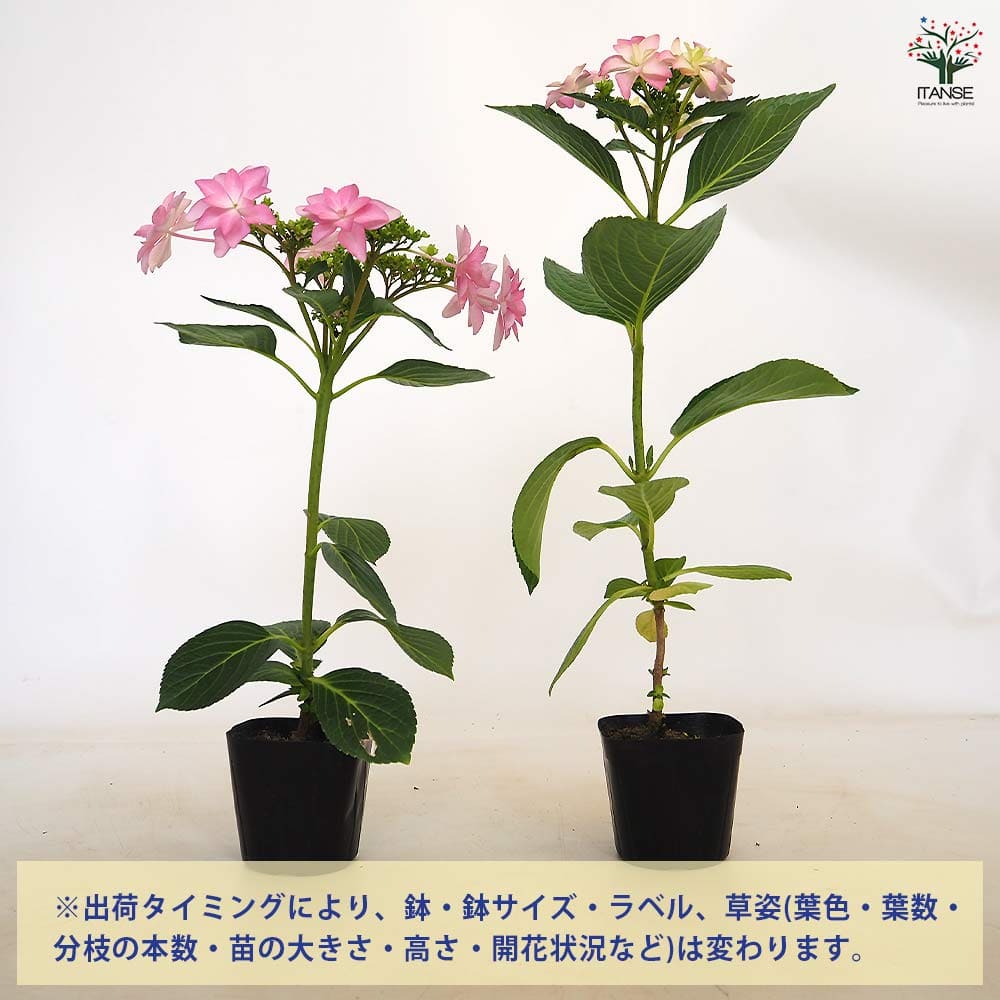 アジサイ ダンスパーティー 【花木苗 3.5号】｜ 【植物のITANSE