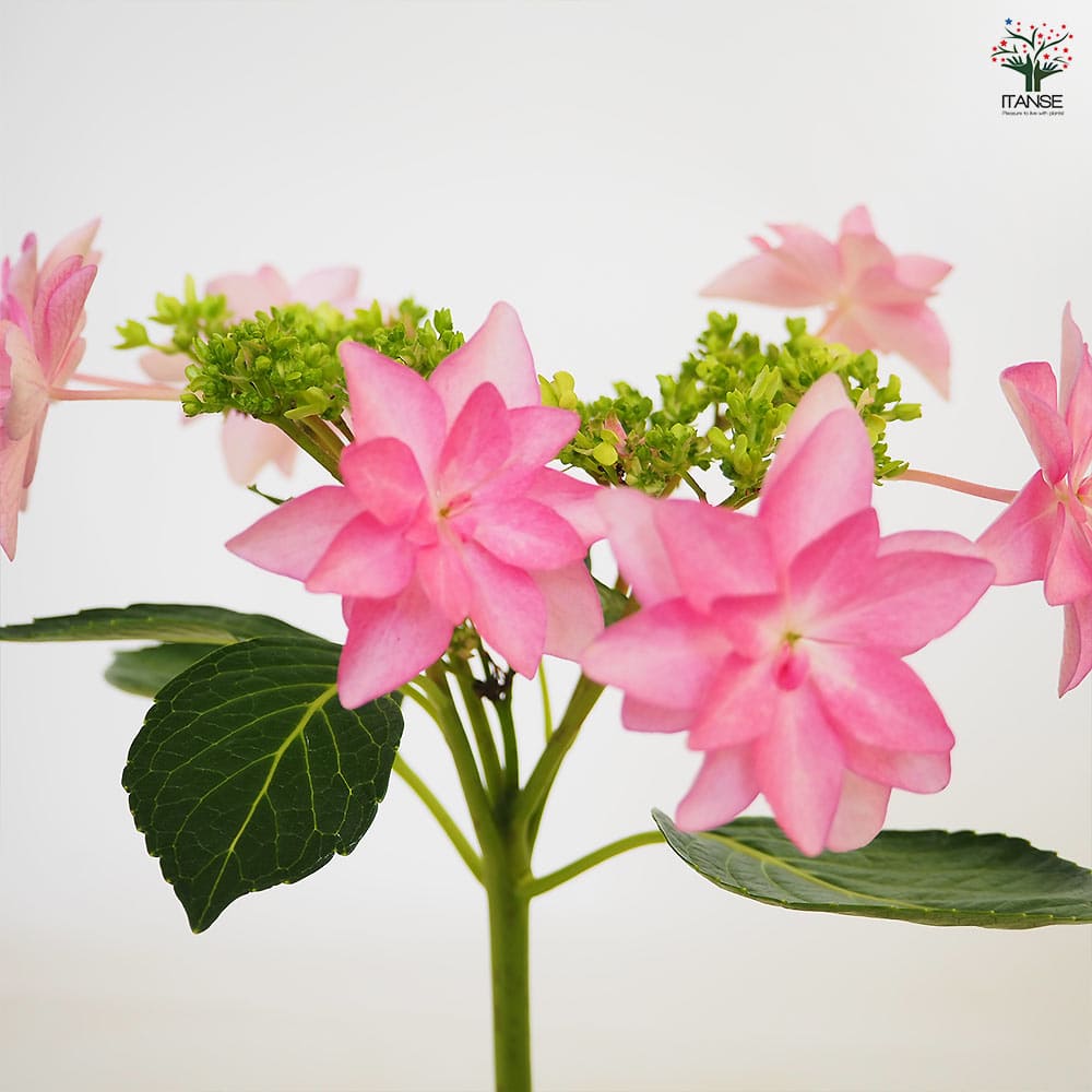 アジサイ ダンスパーティー 【花木苗 3.5号】｜ 【植物のITANSE