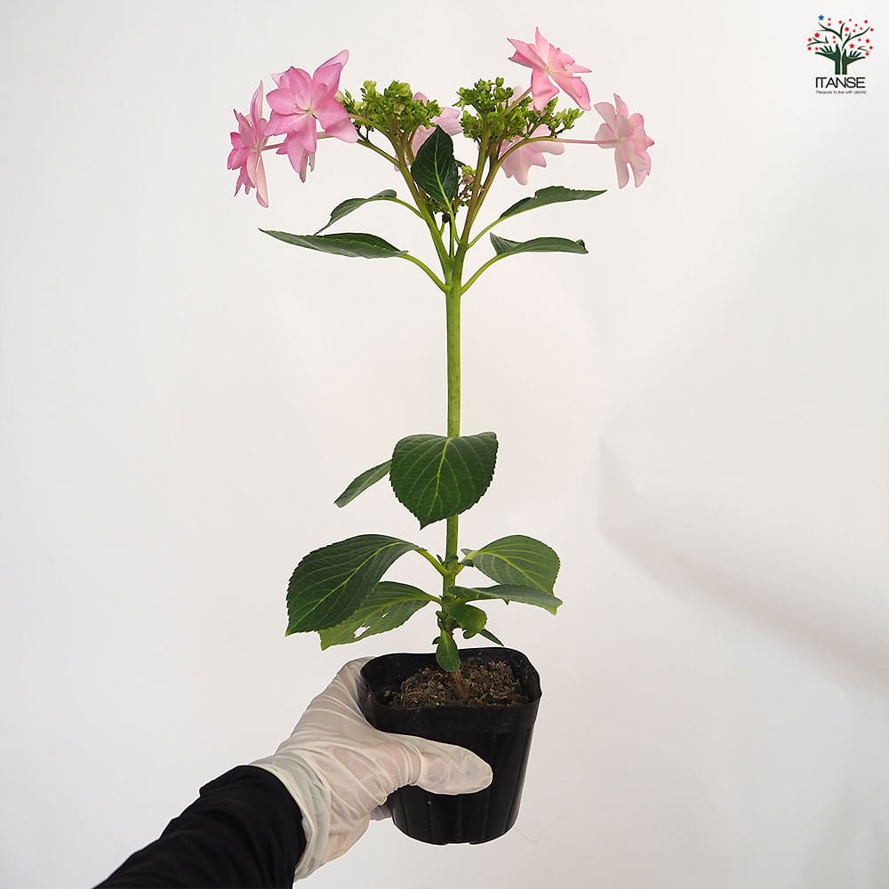 アジサイ ダンスパーティー 【花木苗 3.5号】｜ 【植物の