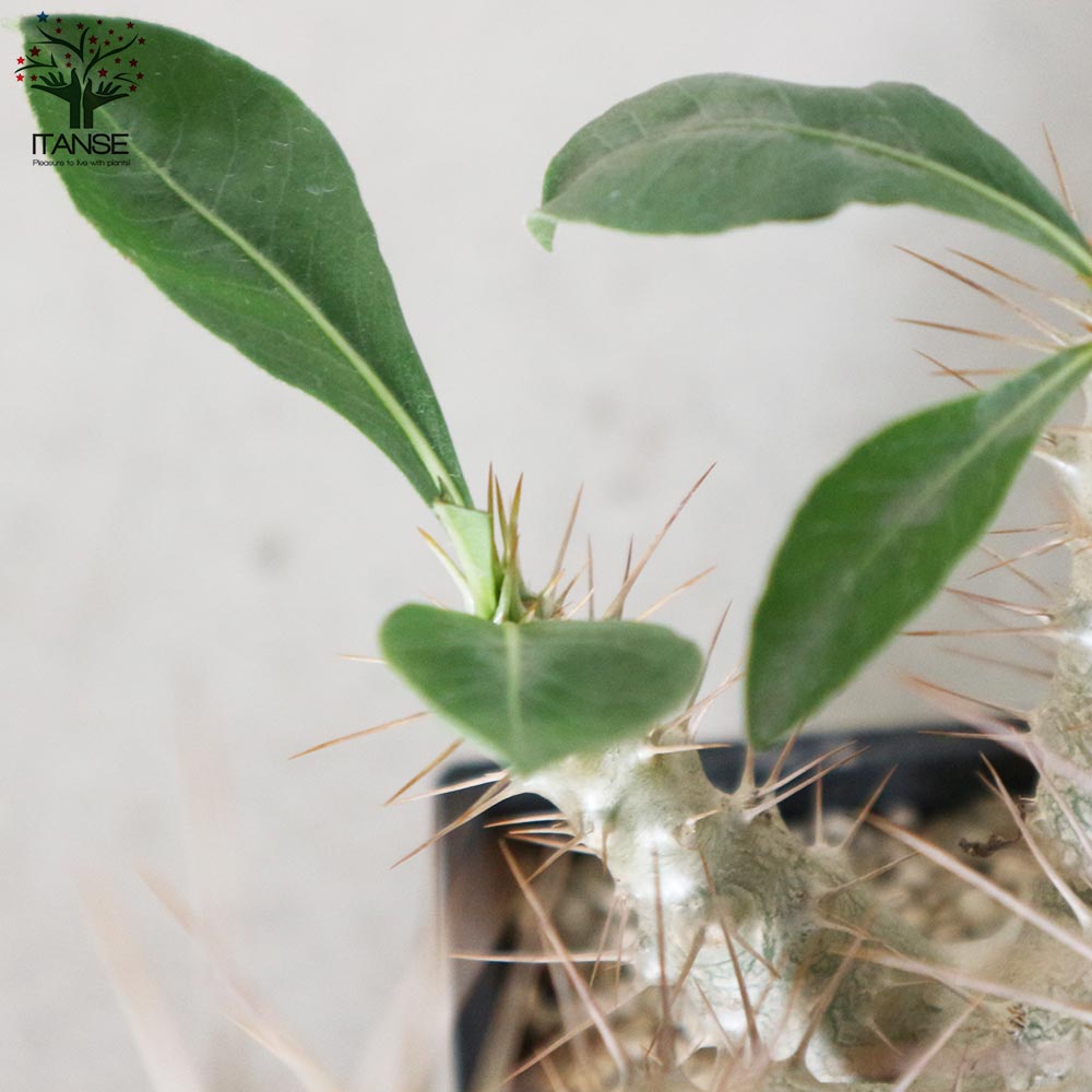 パキポディウム　サンデルシー　白馬城　大株　鉢のまま発送 パキポディウム サンデルシー (白馬城)【観葉植物 3.5号ポット／1個