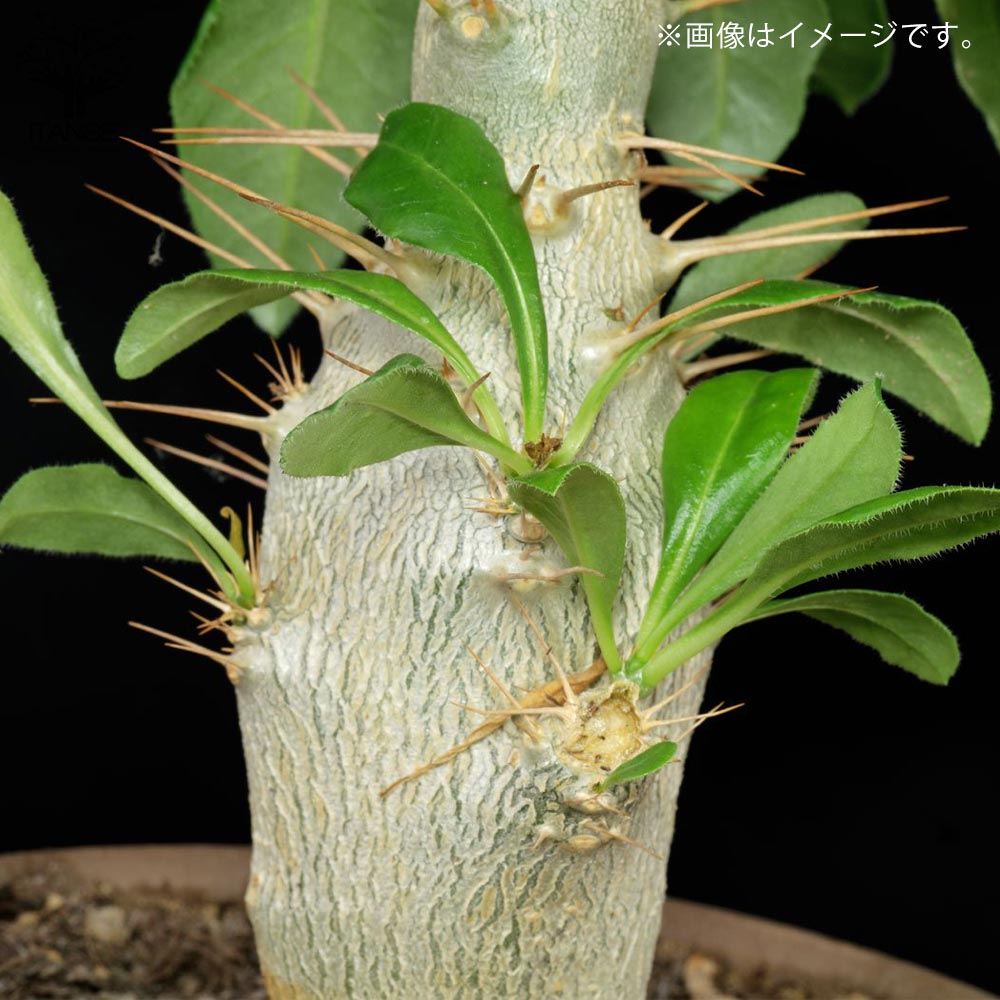 パキポディウム サンデルシー(白馬城)【観葉植物 5号角鉢 珍奇植物