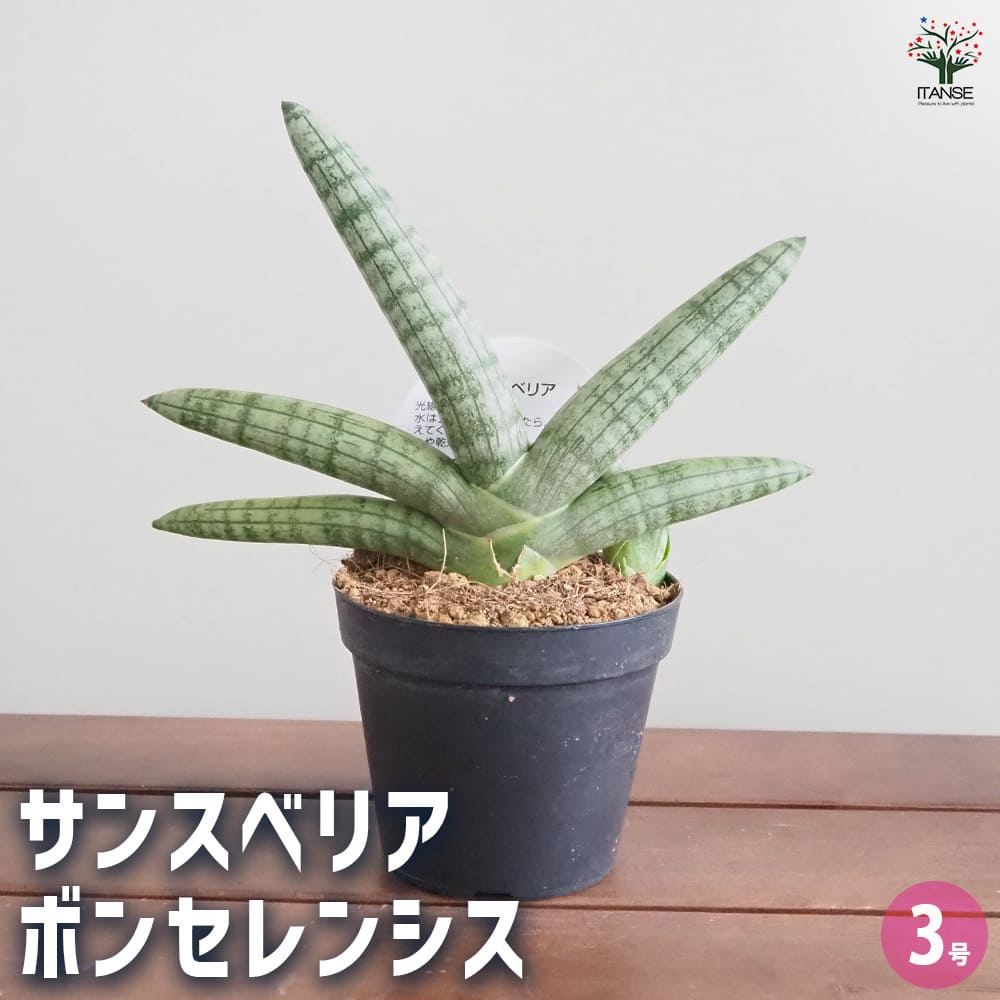 斑入り サンスベリア ボンセレンシス　子株付き 斑入り サンスベリア ボンセレンシス 子株付き