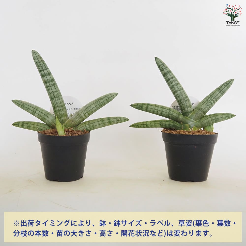 サンスベリア ボンセレンシス 極上斑入り サンセベリア sansevieria サンスベリア ボンセレンシス 極上斑入り サンセベリア