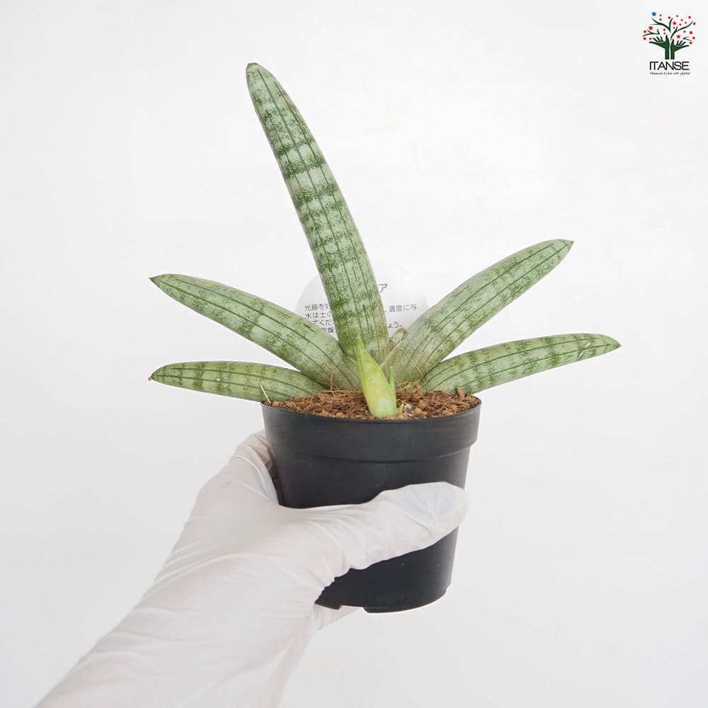 サンスベリア ボンセレンシス 【観葉植物 3号／1個売り】｜ 【植物の