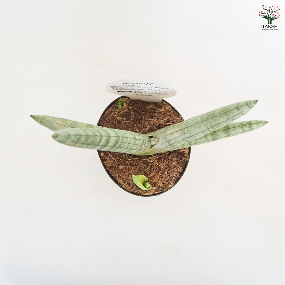 サンスベリア ボンセレンシス 【観葉植物 3号／1個売り】