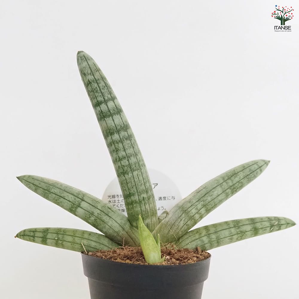 【現品】サンスベリア・ボンセレンシス　8号 (サンセベリア・ボンセレンシス）２Ｔ 楽天市場】☆NEW!【現品・現物】サンスベリア・ボンセレンシス 8号