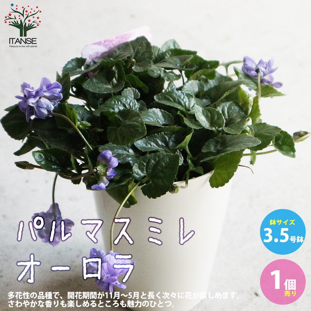 パルマスミレ・オーロラ【花苗 3.5号鉢／1個売り】｜ 【植物の