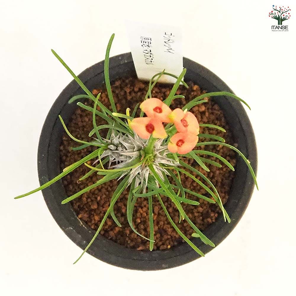 ユーフォルビア ゴットレベイ 【多肉植物 2.5号／1個売り】｜ 【植物の