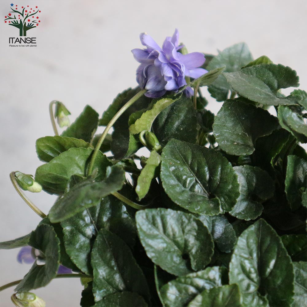 パルマスミレ・オーロラ【花苗 3.5号鉢／1個売り】｜ 【植物の