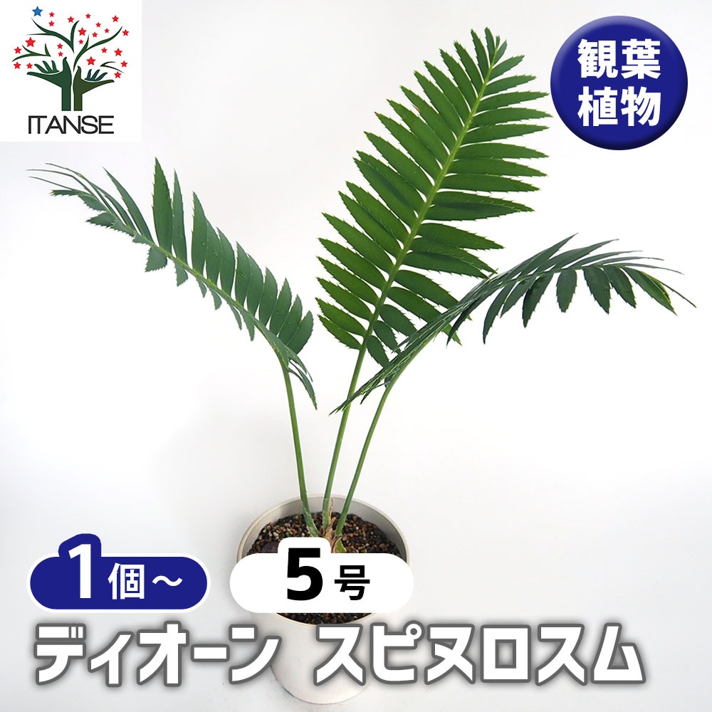 ディオーン スピヌロスム 【観葉植物 5号／1個売り】｜ 【植物の