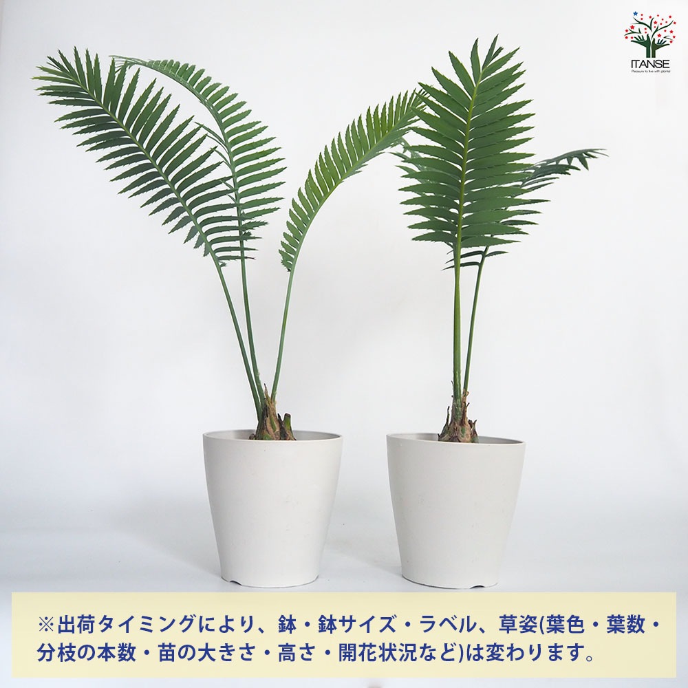 ディオーン スピヌロスム 【観葉植物 5号／1個売り】｜ 【植物の