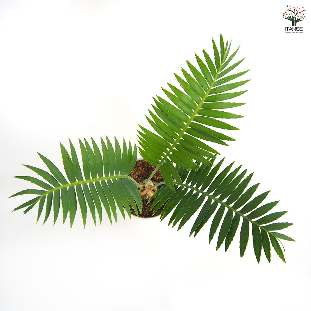 ディオーン スピヌロスム 【観葉植物 5号／1個売り】｜ 【植物の