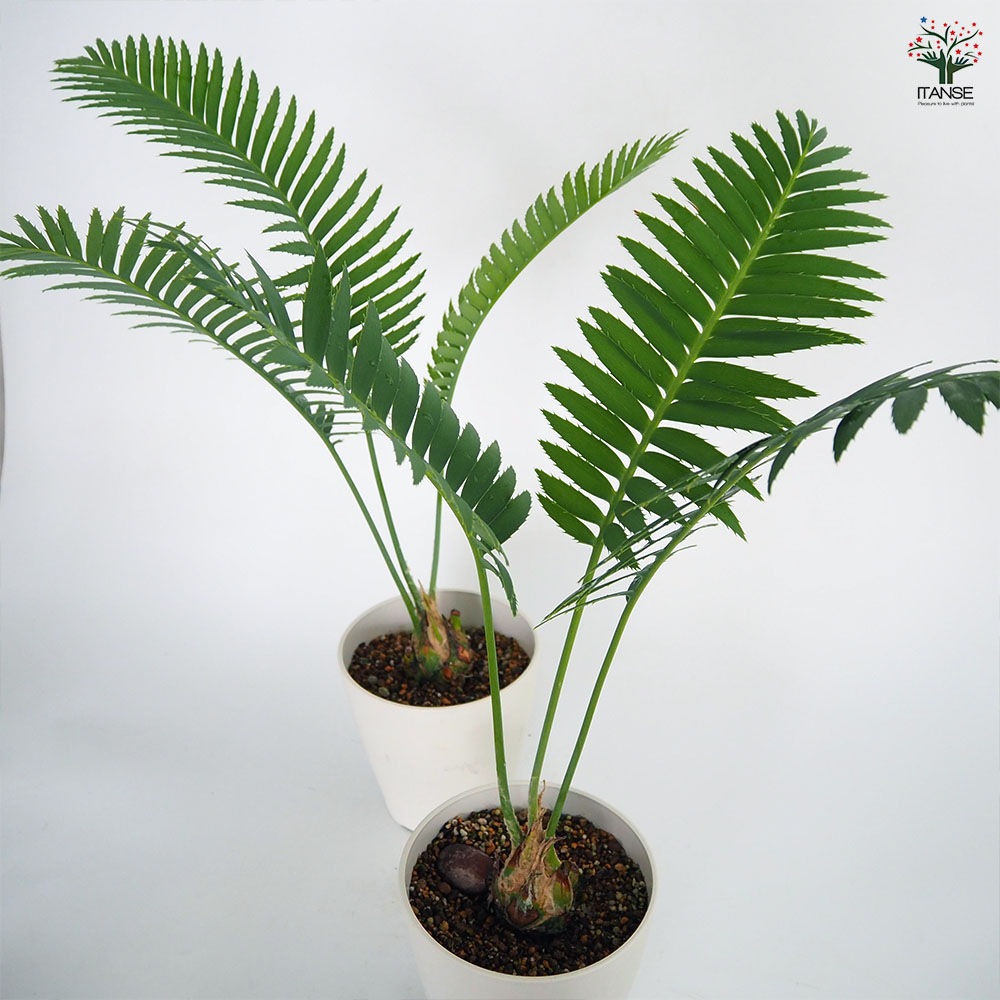 ディオーン スピヌロスム 【観葉植物 5号／1個売り】｜ 【植物の