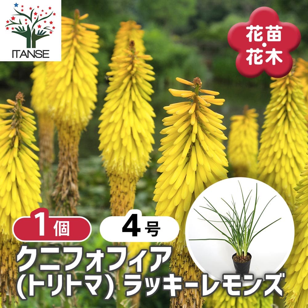 クニフォフィア(トリトマ) ラッキーレモンズ 【花苗 4号／1個売り