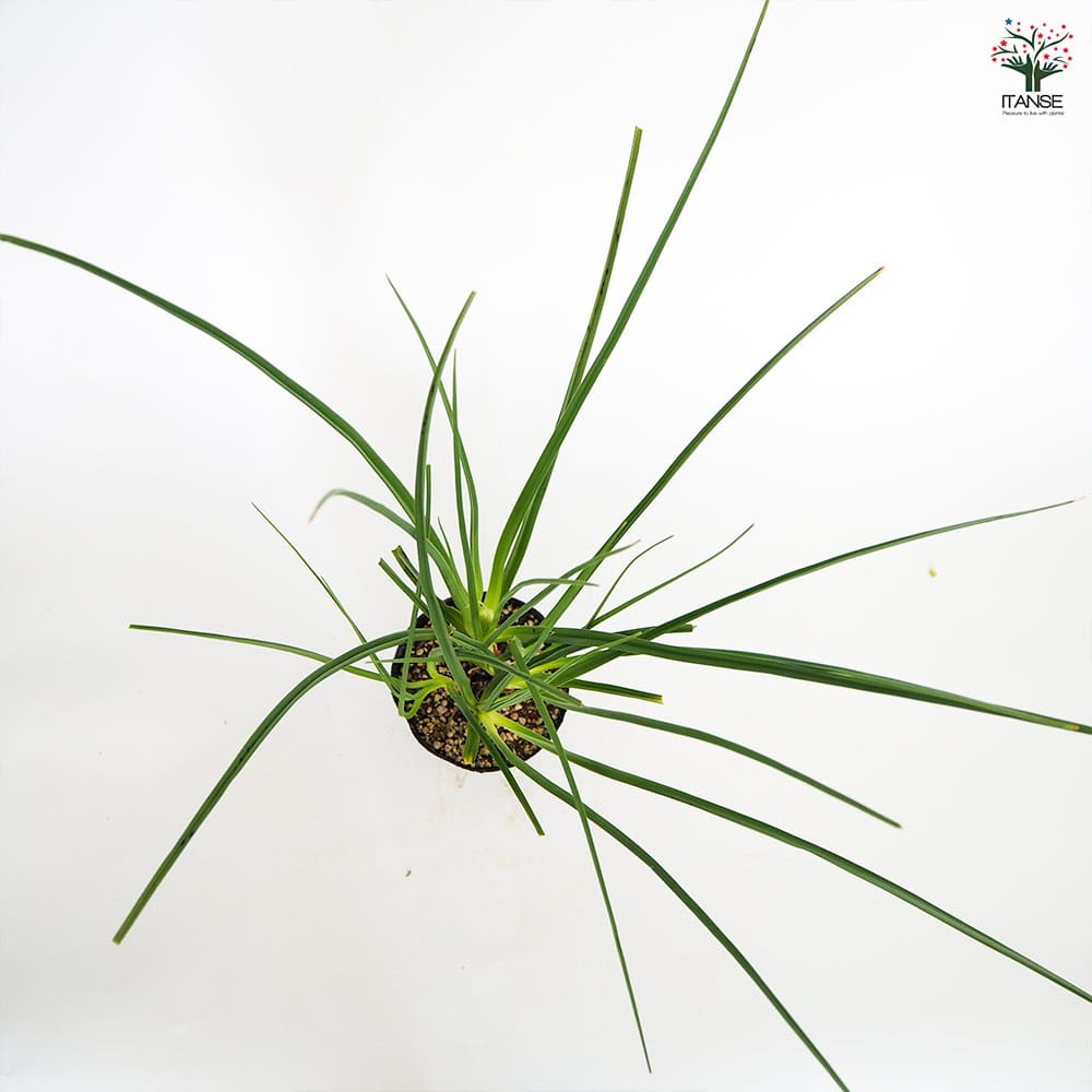 クニフォフィア(トリトマ) ラッキーレモンズ 【花苗 4号／1個売り