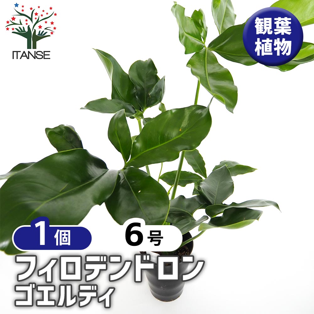 フィロデンドロン ゴエルディ 【観葉植物 6号／1個売り】｜ 【植物の