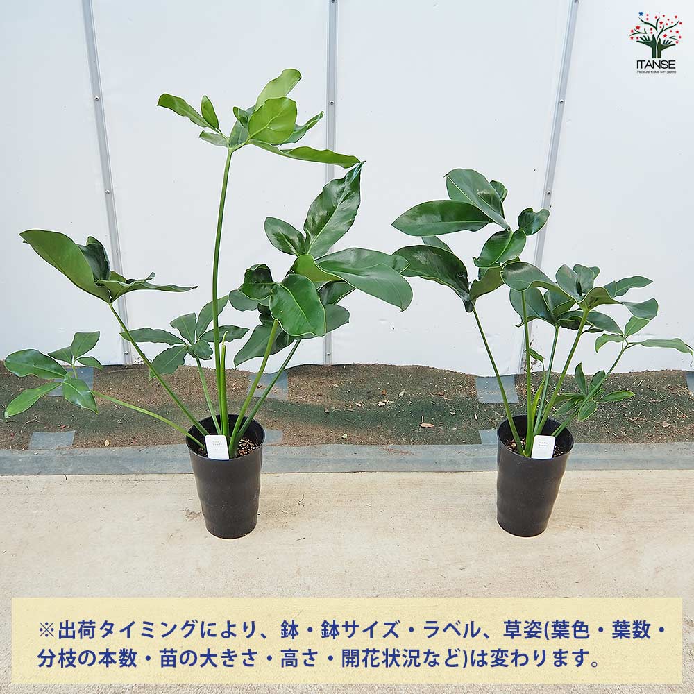 フィロデンドロン ゴエルディ 【観葉植物 6号／1個売り】｜ 【植物の