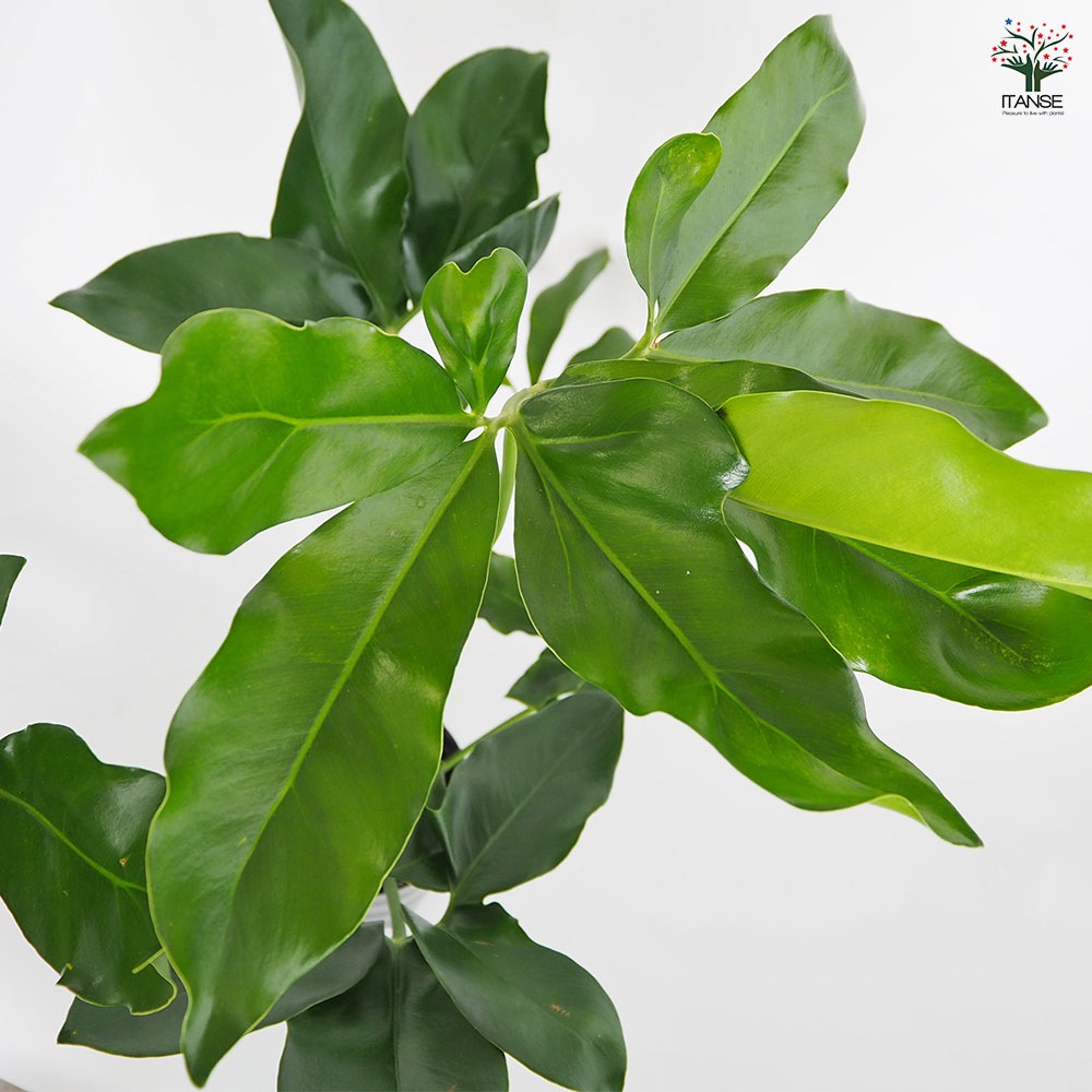 フィロデンドロン ゴエルディ 【観葉植物 6号／1個売り】｜ 【植物の
