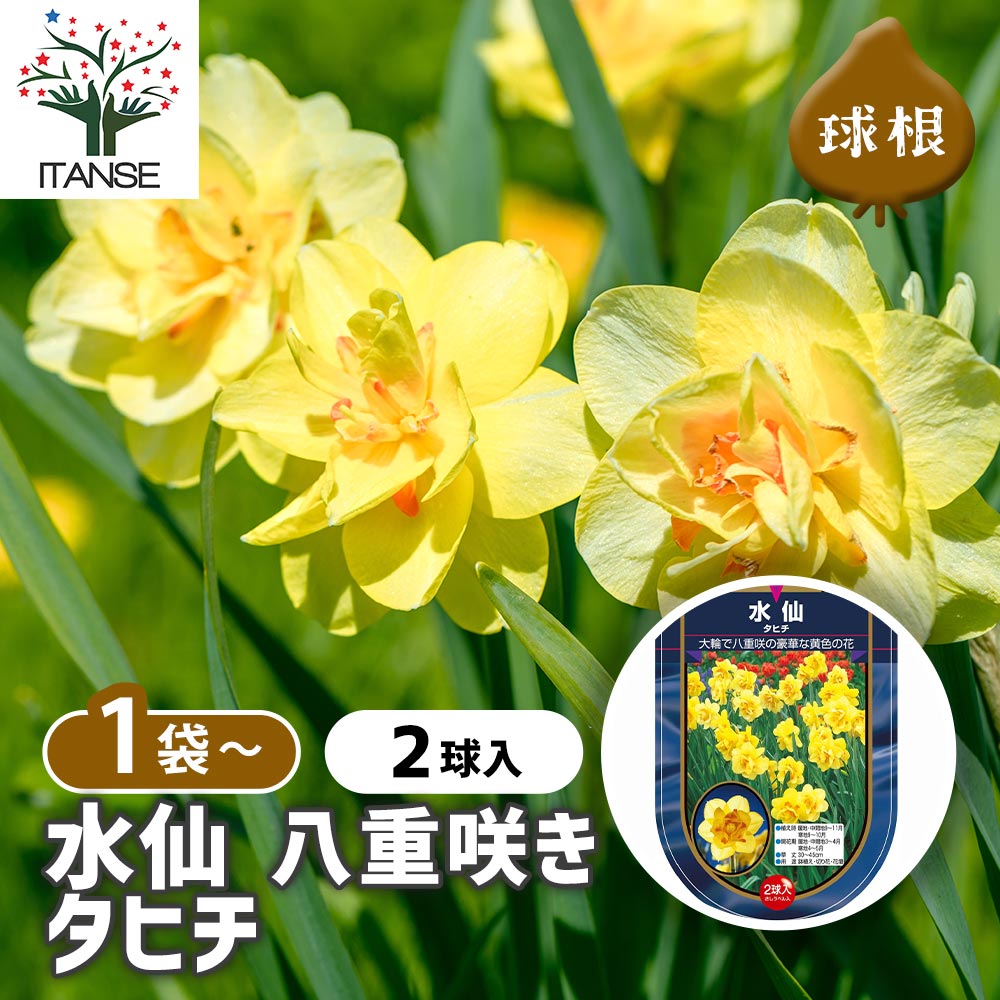 球根 水仙八重咲き タヒチ 【花球根 2球】｜ 【植物の