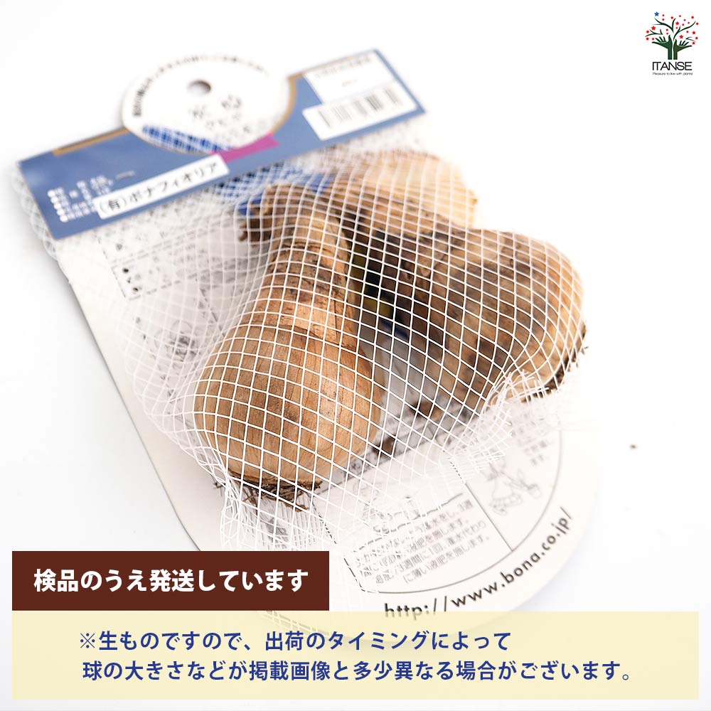 球根 水仙八重咲き タヒチ 【花球根 2球】｜ 【植物のITANSE