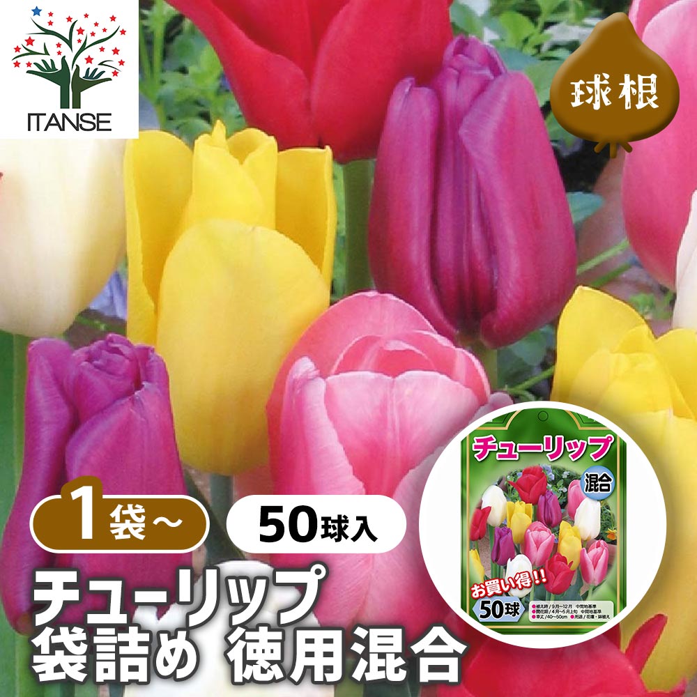 チューリップ 袋詰め 徳用混合