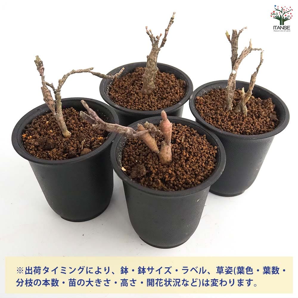ユーフォルビア プラチクラダ 【多肉植物 2.5号／1個売り】｜ 【植物の