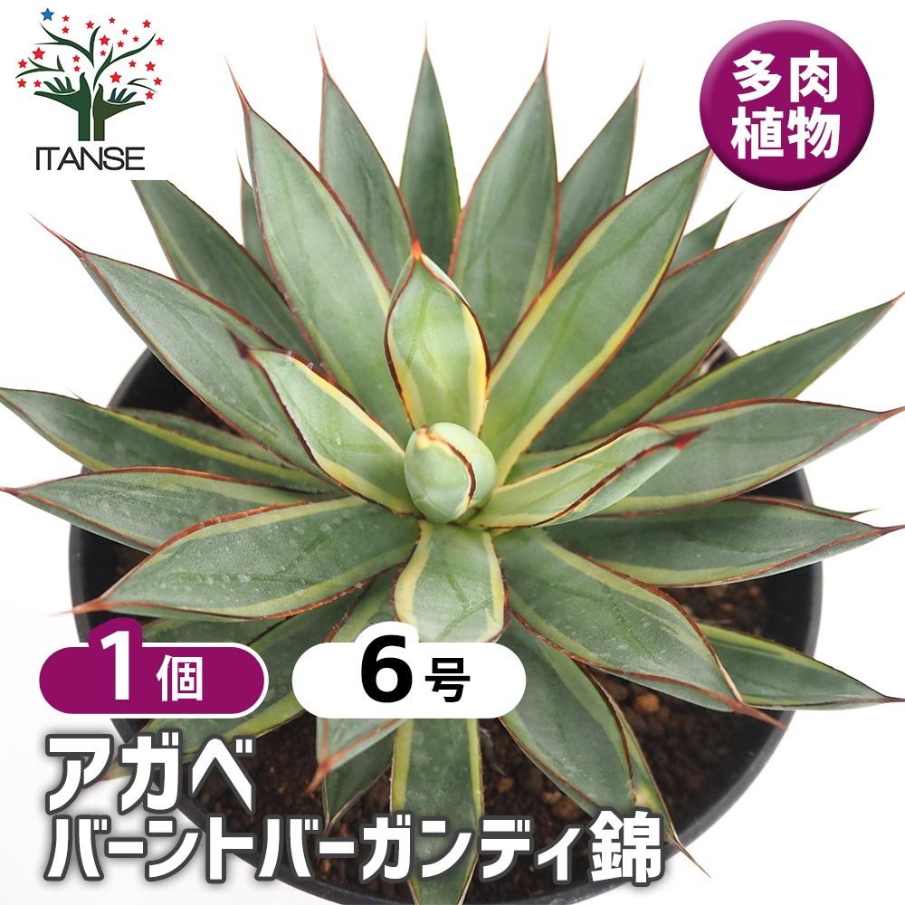 アガベ バーントバーガンディ錦 【多肉植物 6号／1個売り】｜ 【植物の