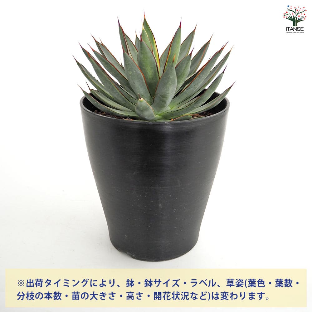 アガベ バーントバーガンディ錦 【多肉植物 6号／1個売り】｜ 【植物の