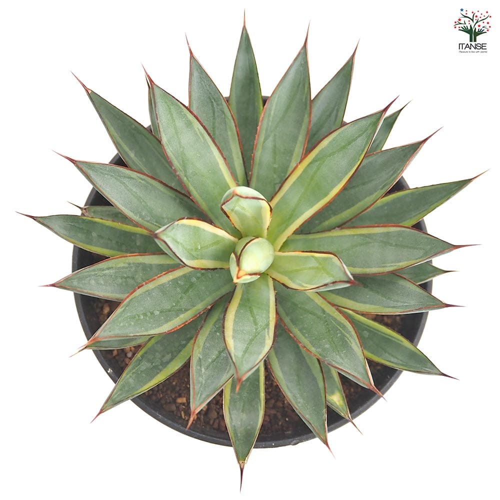 アガベ バーントバーガンディ錦 【多肉植物 6号／1個売り】｜ 【植物の