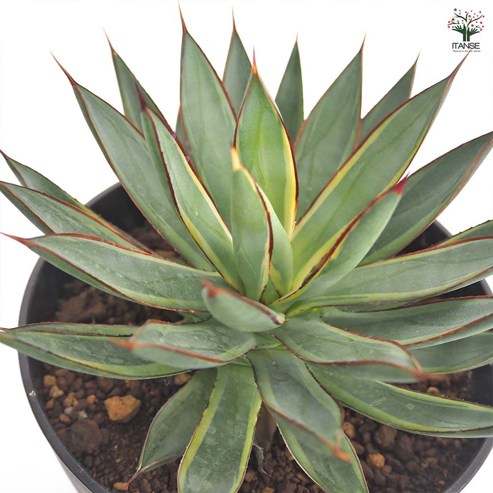 アガベ バーントバーガンディ錦 【多肉植物 6号／1個売り】｜ 【植物の