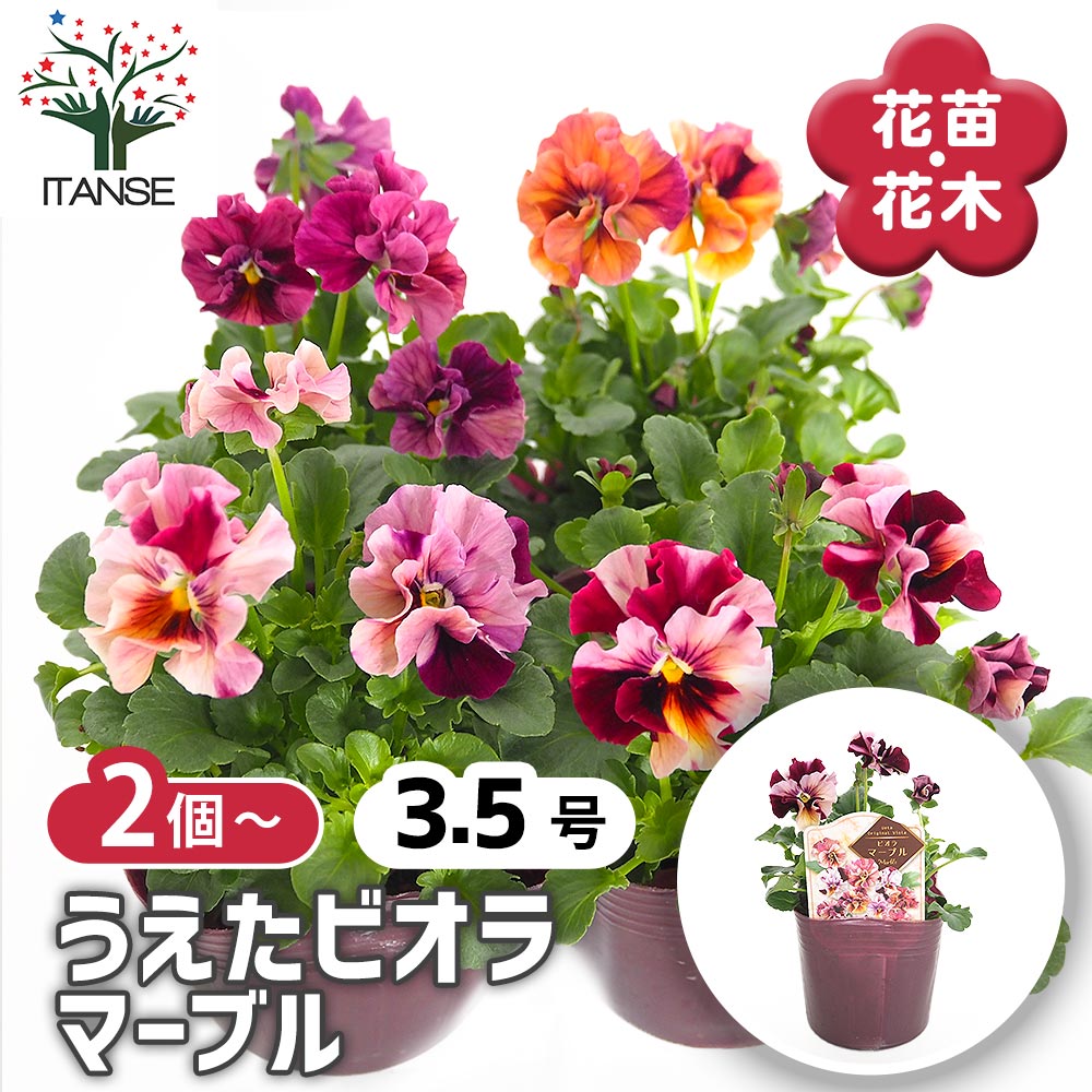 うえたコレクション パンジー・ビオラ マーブル2個～ 【花苗 3.5号