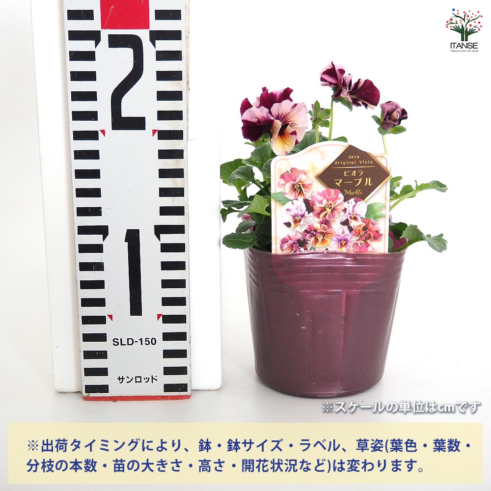 うえたコレクション パンジー・ビオラ マーブル2個~ 【花苗 3.5号】