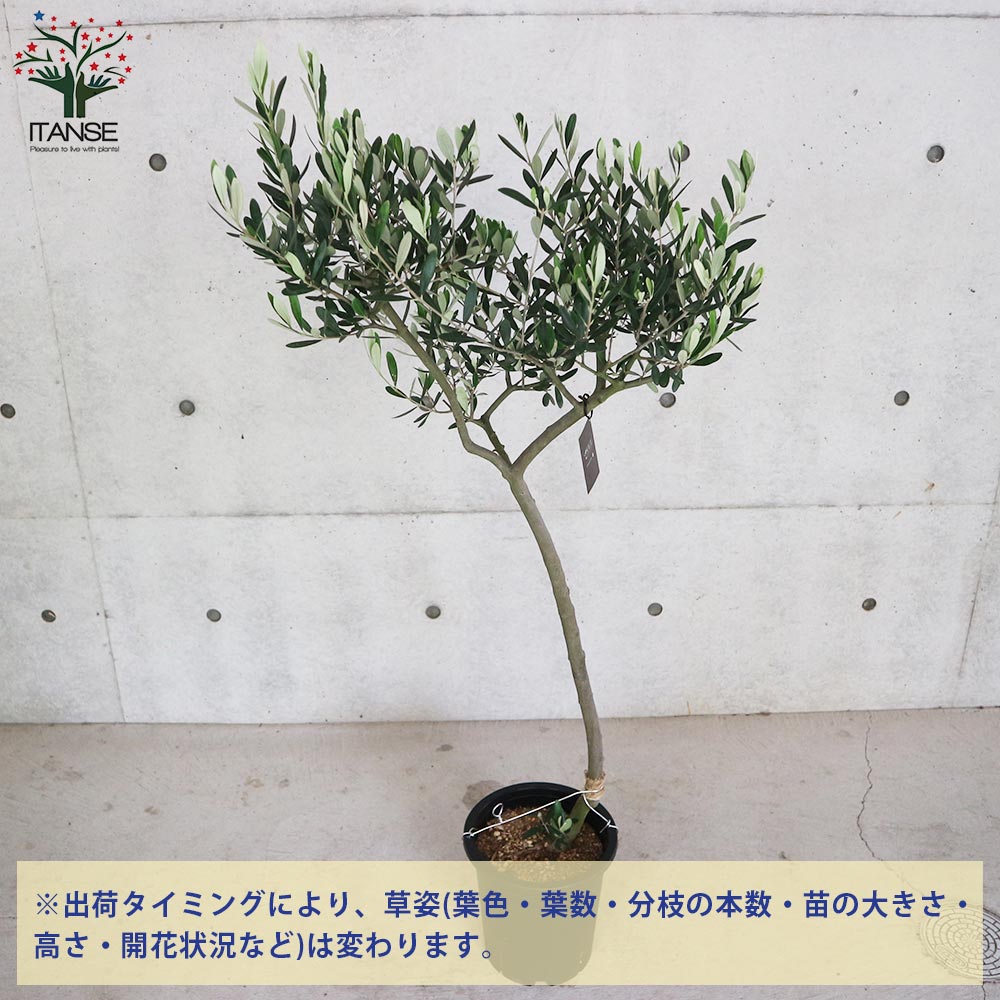 オリーブの苗木 品種：ルッカ【果樹の苗木 8号スタンド仕立て／1個売り
