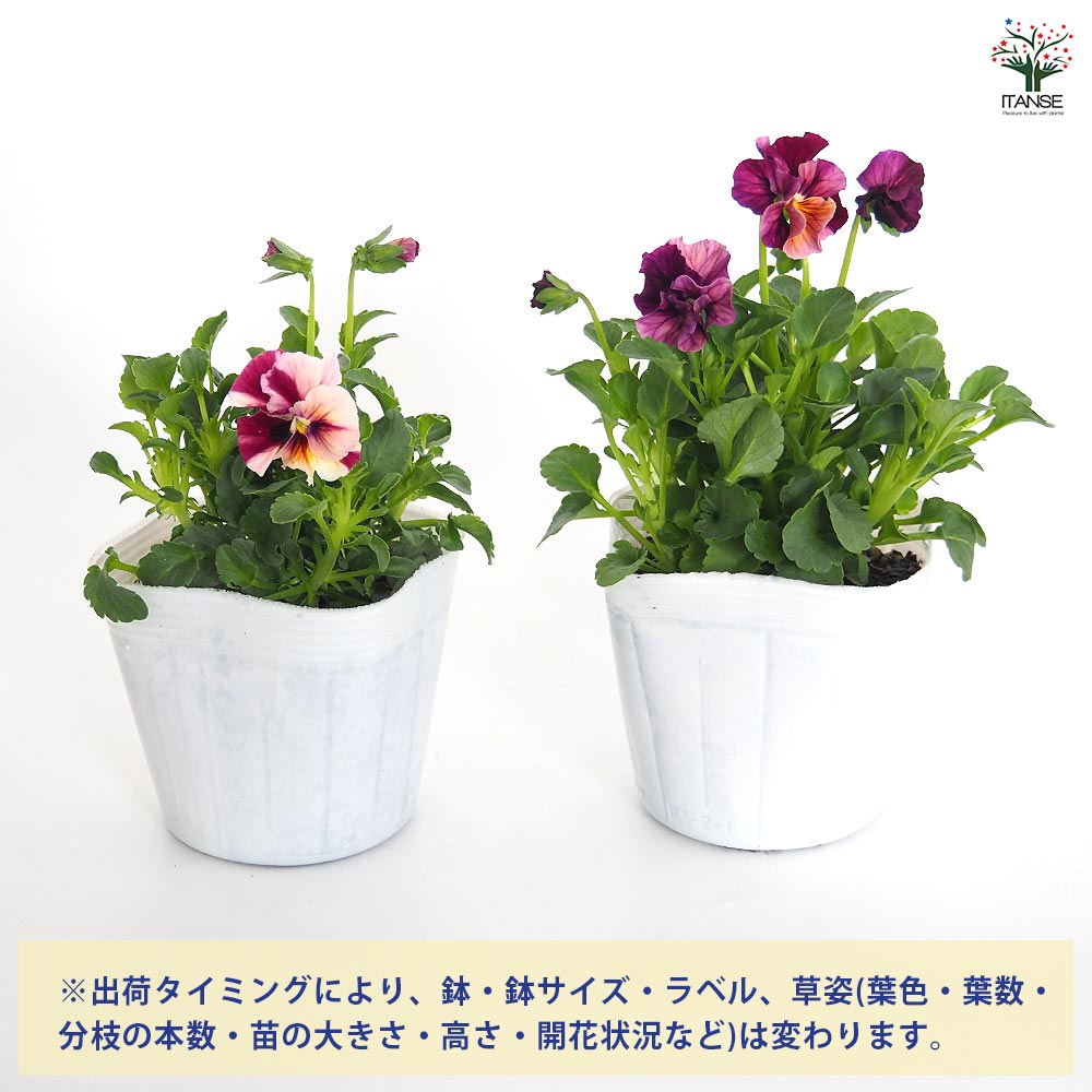 ビオラ　マーブル　②ポット苗 うえたコレクション パンジー・ビオラ マーブル2個～ 【花苗 3.5号