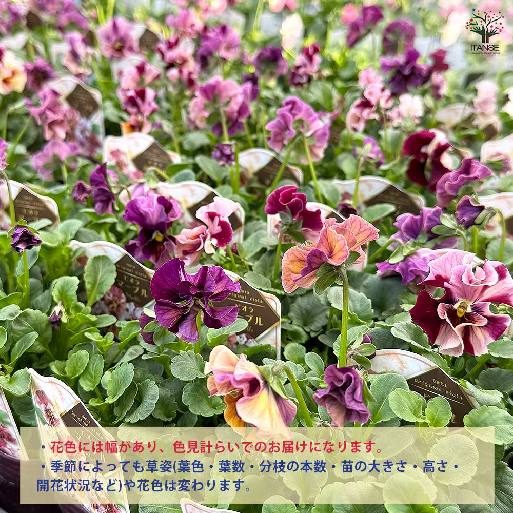 ビオラ　マーブル　②ポット苗 うえたコレクション パンジー・ビオラ マーブル2個～ 【花苗 3.5号